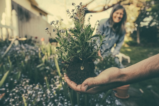 conseils débutants jardinage