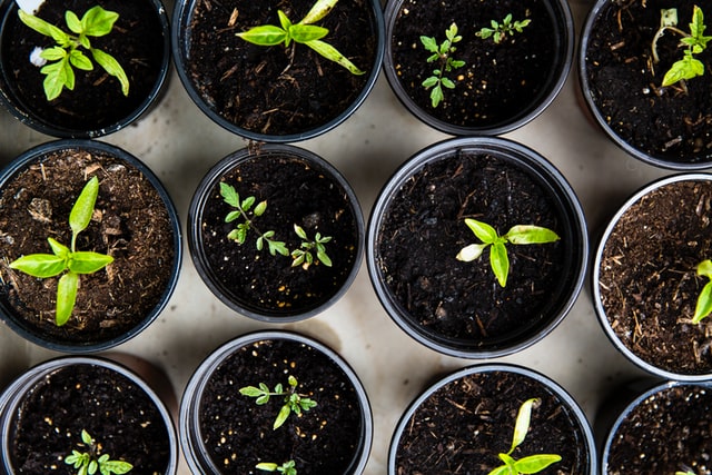 conseils débutants jardinage