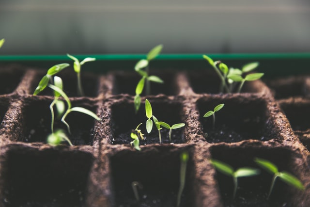 conseils débutants jardinage